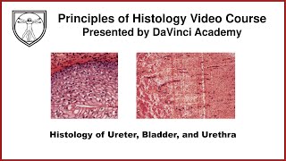 Histology of Ureter, Bladder, and Urethra [Urinary Histology Part 4 of 4]