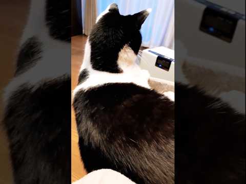 野良猫の行動が気になりそれどころじゃない猫#shorts