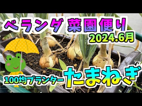 ベランダ菜園だより2024.6月　100均プランターで、たまねぎ栽培も。＃家庭菜園　＃ベランダ菜園　＃玉ねぎ　＃ミニトマト　＃水耕栽培