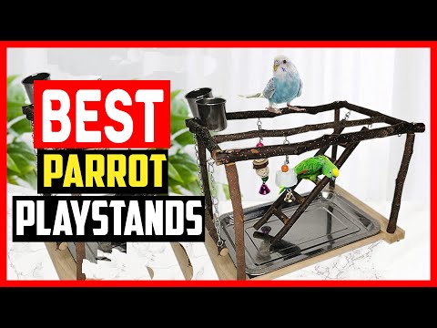 ✅ The 5 Best Parrot Play stands of 2023