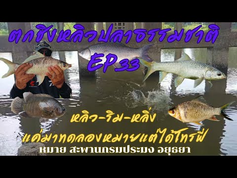 แค่มาทดลองหมายแต่ได้โทรฟี่ หลิว-ริม-หลิ่ง ตกชิงหลิวปลาธรรมชาติ EP. 33 หมายสะพานกรมประมงอยุธยา