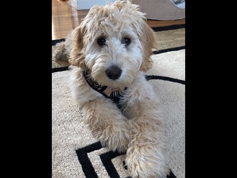 I promise my puppy no more “no‘s”/子犬にノーと言ったら・・・もう二度とNOと言わないよ【4 Month Old Goldendoodle Puppy】#shorts