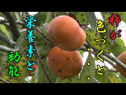 【柿】柿の収穫　栄養素と効能