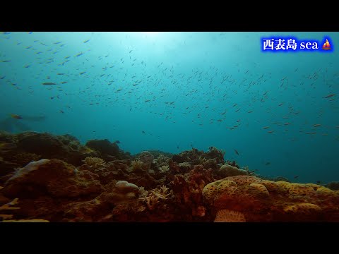 癒しの水中映像 🐳 西表島DIV🤿 11-2:⛵️１本目はハナゴイの根（透明度はイマイチです紫色のハナゴイが降ってくる感じがキレイですね）🛥️沖縄県八重山郡竹富町に属する八重山列島の島🌏世界自然遺産🐡