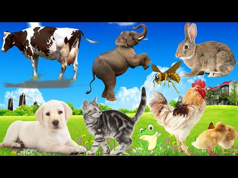 The naughtiest animals, animal sounds: Dog, Cat, Chicken, Rabbit, Pig, Cow, Monkey...