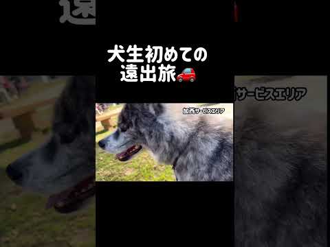 【切り抜き】旅行中でも訓練やとボヤく秋田犬 #秋田犬 #癒し #旅行