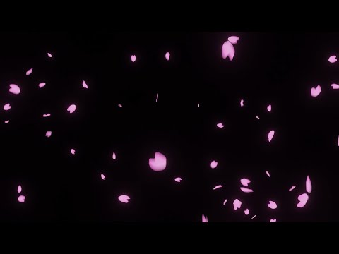 桜吹雪 / 下から