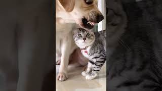 Pet heartwarming little stories #cat  #kitten  #animalbehavio #cuteanimals  #adorablepets #petlovers