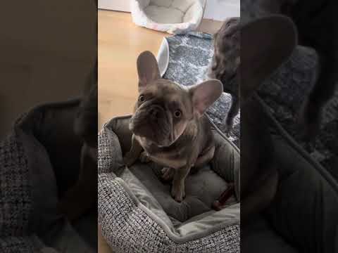 Barking Bear wants in the BED! French Bulldog Puppy with ATTITUDE😂