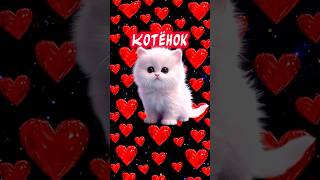 Я Твой котёнок❤️#люблю #ятебялюблю #музыкальнаяоткрытка