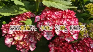 无尽夏新娘，卡伦，芳醇，美佳子