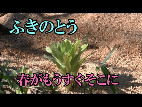 【ふきのとう】ふきのとう摘み