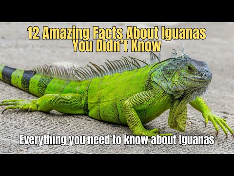 ❗12 Amazing Facts About Iguanas You Didn’t Know ❗What does a Iguana Look Like