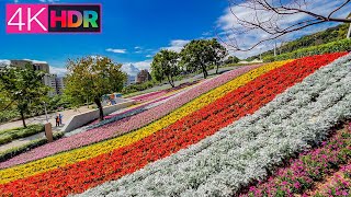 4K HDR｜Sea ​​of ​​Flowers - Ki-Pataw Shan Tseng-Chi Park, Taipei｜台北北投社三層崎公園花海｜台版北海道富良野 夢幻彩虹花毯