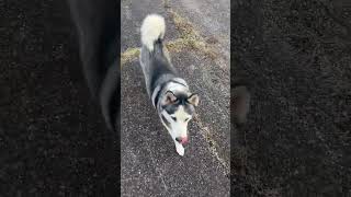 Check out my off leash husky ! #husky #huskylove #huskylife #offleash #siberianhusky #huskydog