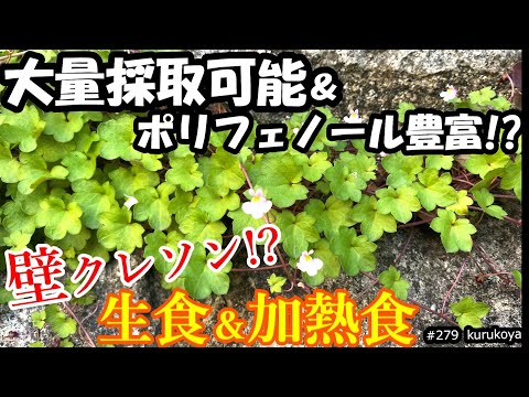 【野草調査】大量採取可能＆ポリフェノール豊富!?でクレソン味!?な　野草ツタバウンランの採取場所と方法、生＆加熱で実食した感想。効果効能も記載　#野草#おかず０円#民間療法#クレソン#ツタバウンラン