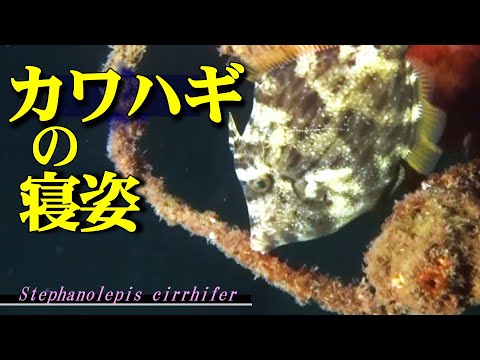 [ Threadsail filefish ] A fish that sleeps with a rock in its mouth / Stephanolepis cirrhifer