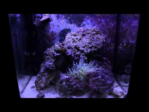 DIY Aquarium LED Lighting - DSLR Video