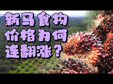 新马食物价格怎么还是涨涨涨？该戒掉油炸食物了吗？战争如何酝酿世界食用油乃至生活用品价格飙涨的超完美风暴？身为棕油生产大国，为何偏偏印尼会面对食用油危机？