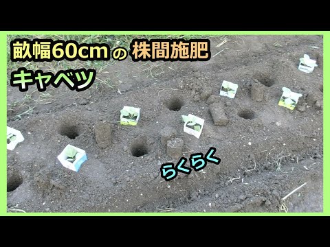 【キャベツ 畝幅60cm 楽々株間施肥】胚軸切断挿し木苗の植え付け 家庭菜園29年目 無農薬 有機栽培