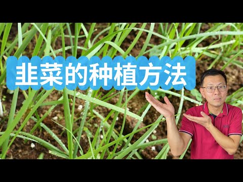 韭菜的种植方法，种一次韭菜能长几年？什么是韭菜分蘖？韭菜多少年翻根一次？