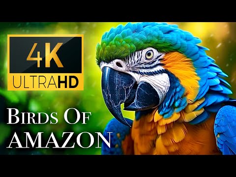 Birds of Amazon 4K - Birds That Call The Jungle Home | Amazon Rainforest | Scenic Relaxation Film