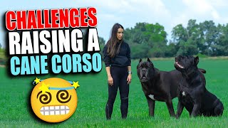 Challenges Raising a Cane Corso