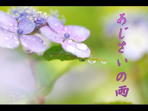 あじさいの雨  milkye326      (オリジナル　　渡　哲也）