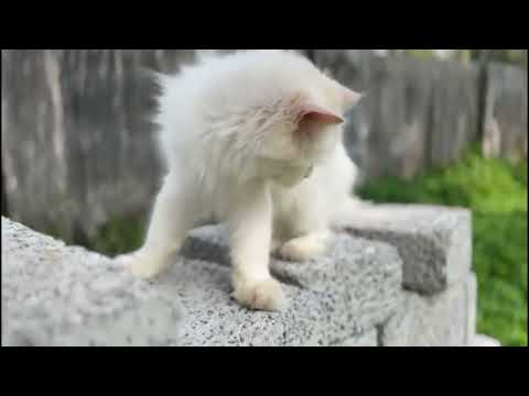 cute cat video 😻😻 subscribe