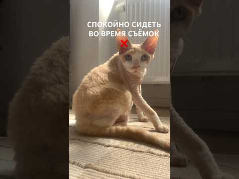 #shorts #shortvideo #subscribe #ileocat #котики #врек #лето #подпишись #shorts