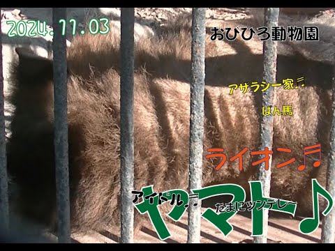 おびひろ動物園　もうちょっとだね。元気なヤマト♬2024年11月3日♬