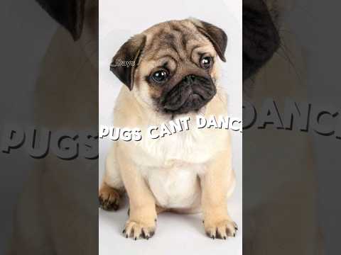 Pug edit #fyp #shorts #foryou #edit #dog #dogs #pug #edits #dance