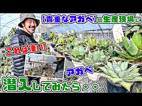 【貴重なアガベ】の生産現場に潜入してみたら・・①[Naughty sun]【🌵コバアミーゴのドライガーデンの世界🌵】