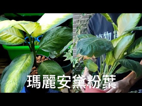 我的瑪莉安黛粉葉|觀葉植物|照顧日常|植物男子