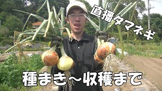 直播タマネギ　収穫（完全版）