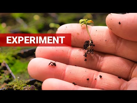 Clear Results! Seedling Soil Experiment