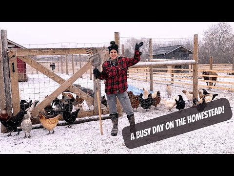 How To Get Everything Done On A Homestead!