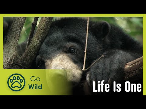 Life is One | Go Wild