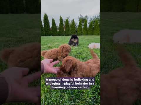 Dogs are playing in garden/ Dog short video #shorts #dog #puppy #garden #viral