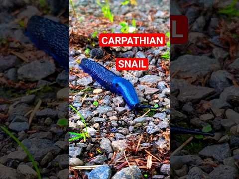 CARPATHIAN SNAIL. Карпатських равлик. #carpathian #nature #SNAIL #карпати #природа #буковель #равлик