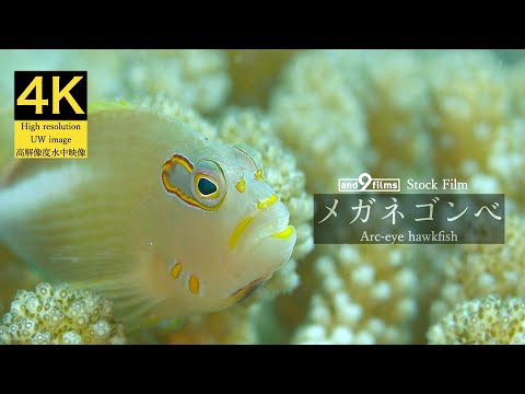 【4K 水中映像】メガネゴンベ / Arc-eye hawkfish / Paracirrhites arcatus