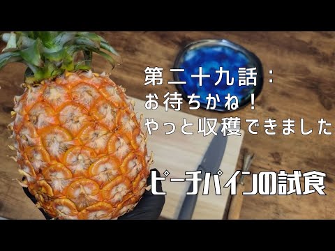 【第二十九話】今年の初物！濃厚な香りがたまらない！！ 〜 ピーチパインの試食 〜