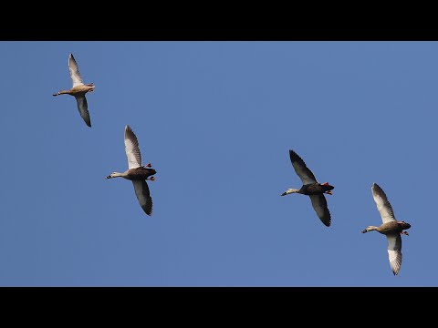 林邊鄉的花嘴鴨Spot billed Duck（2024 12 03）