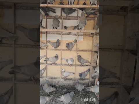 Amroha birds #pigeon #shortvideo #shortvideo #birds #shorts