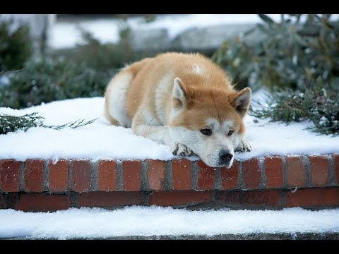 Hachi 忠犬八公/約束の犬  2009 Richard Gere 主演