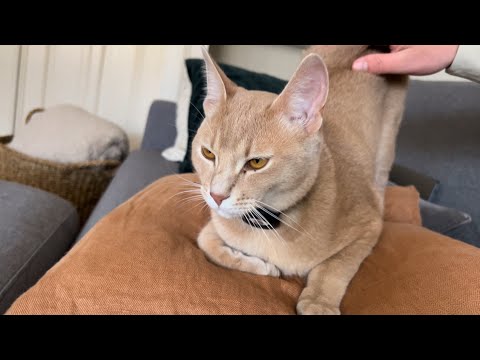 Sweetest Kitty has trained his Hooman exceptionally well