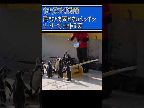 【おたる水族館】言うことを聞かないペンギン、シーソーはやる。