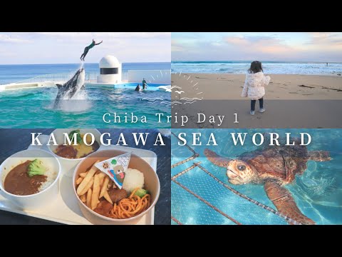 【子連れ旅行vlog/千葉編DAY1】鴨川シーワールド♪1泊2日の千葉旅行(シャチパフォーマンス/アシカ/ベルーガ )