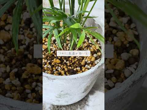 🍀秋に入ったら要注意！水やりの見直し🍀【☘Life with Houseplant】10-1