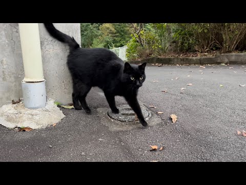 坂道で追いかけてくる黒ねこちゃん　No.７９３　に　２０２４年　１１月５日　１６：００　のくろねこちゃん　black cat